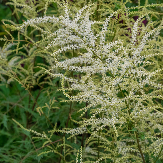 Aruncus dioicus 'Kneiffii' - Hardy's Cottage Garden Plants