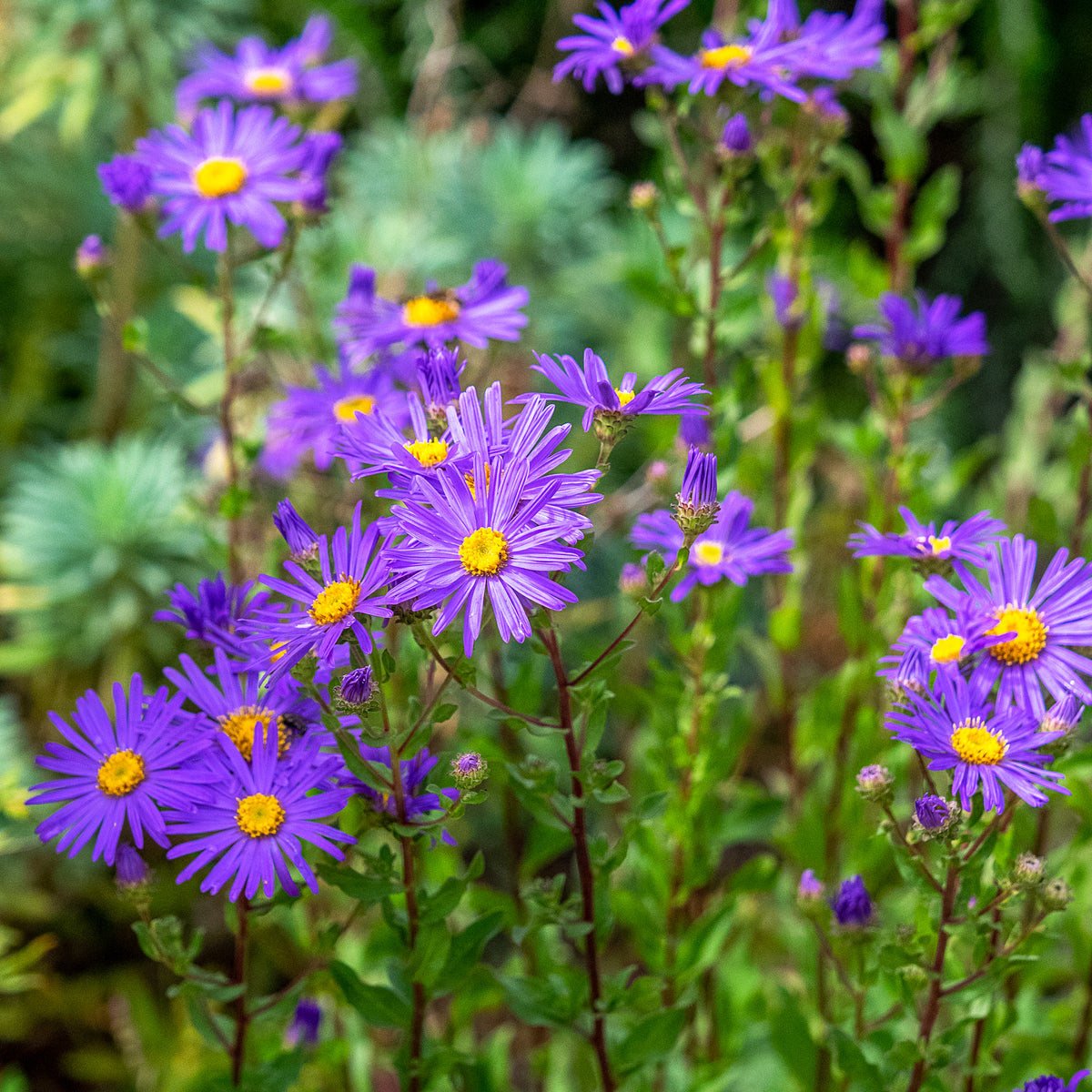 Aster amellus 'King George' - Hardy's Cottage Garden Plants