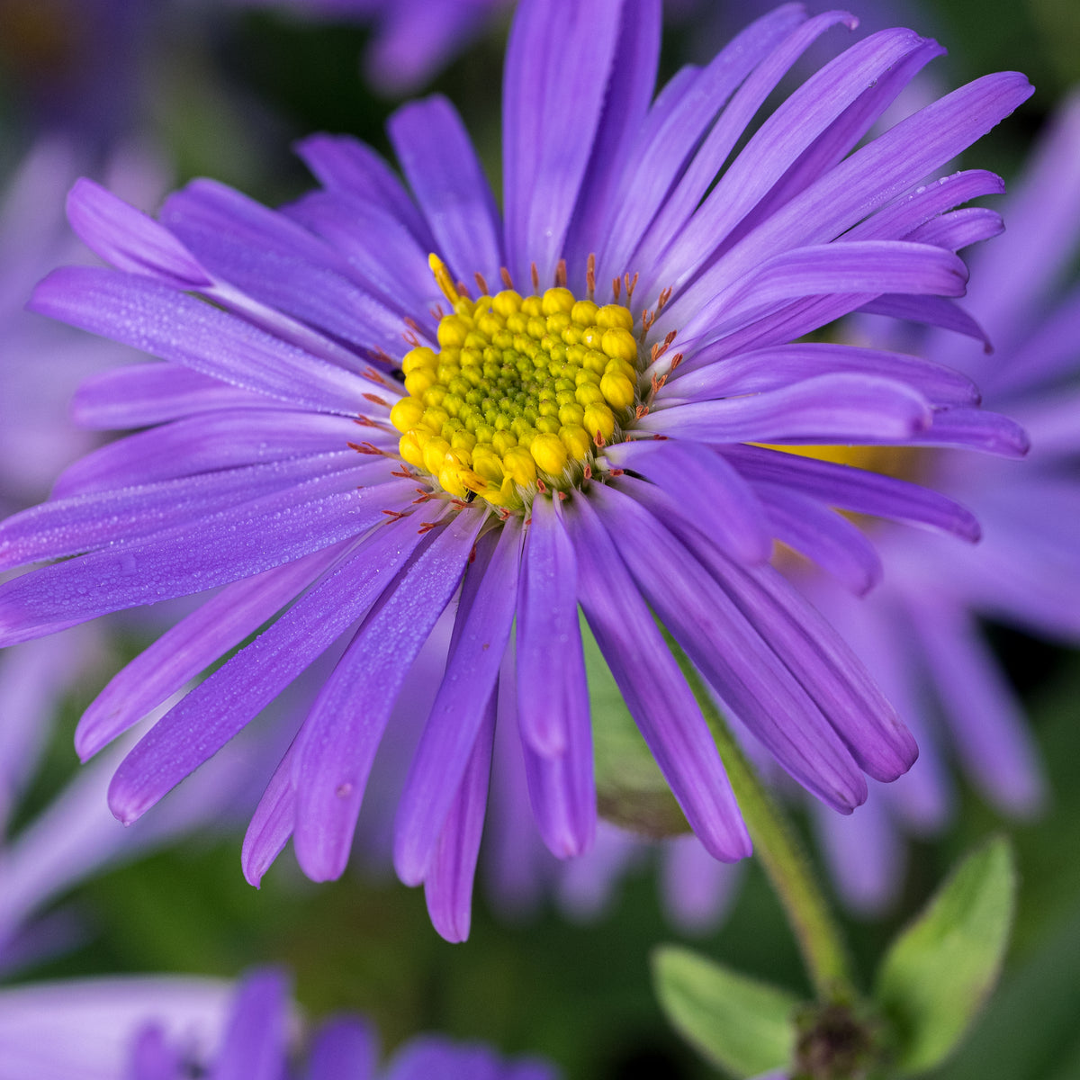 Aster thomsonii - Hardy's Cottage Garden Plants