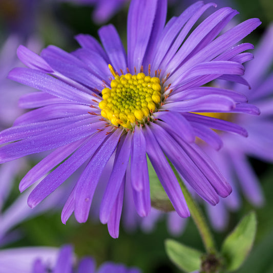 Aster thomsonii - Hardy's Cottage Garden Plants