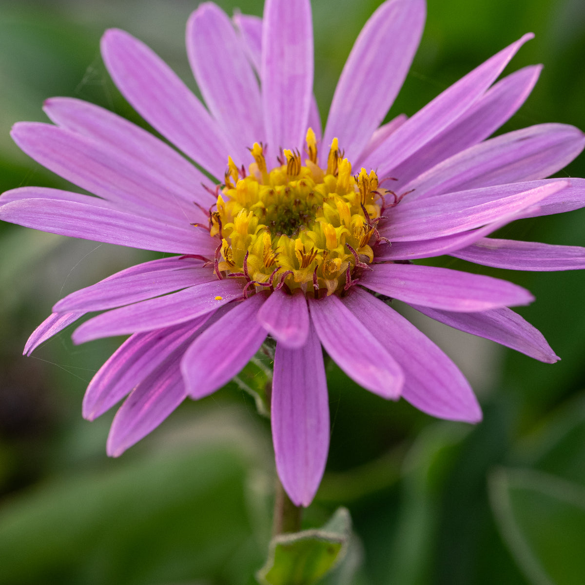 Aster amellus 'Rosa Erfüllung' - Hardy's Cottage Garden Plants