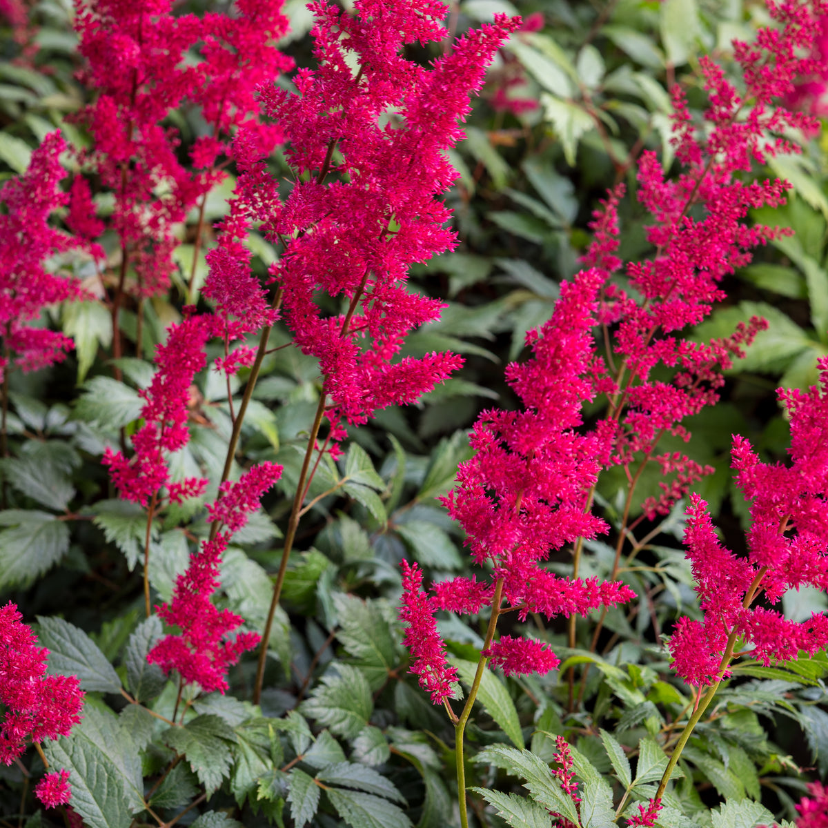 Astilbe 'Fanal' (x arendsii) - Hardy's Cottage Garden Plants