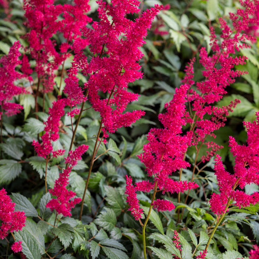Astilbe 'Fanal' (x arendsii) - Hardy's Cottage Garden Plants