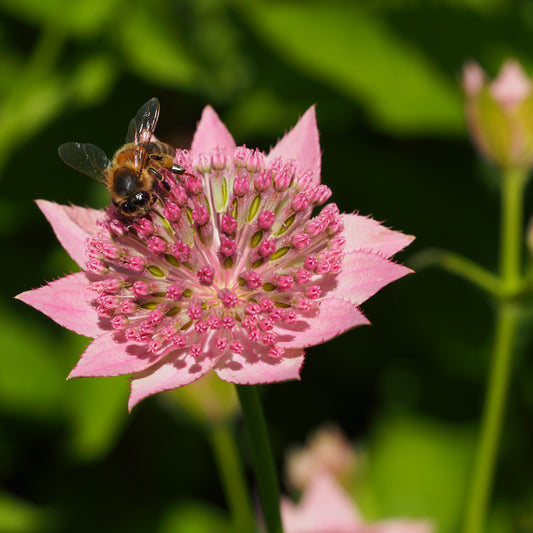 Astrantia maxima - Hardy's Cottage Garden Plants