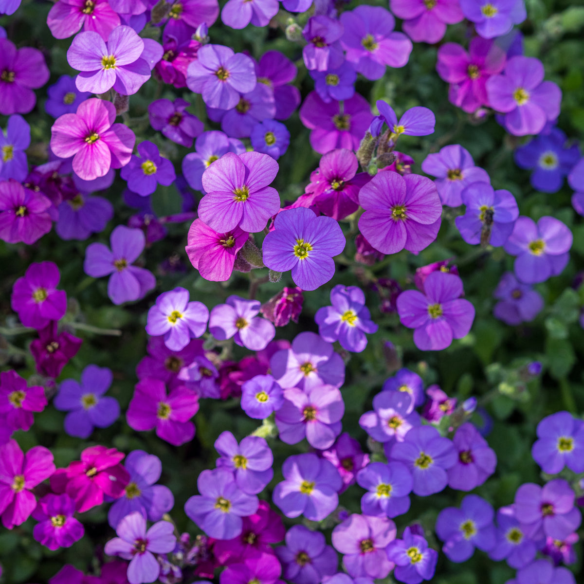 Aubrieta Royal Series - Hardy's Cottage Garden Plants