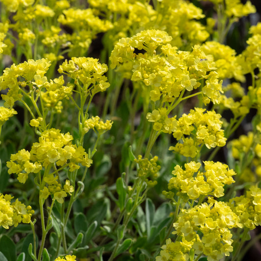 Aurinia saxatilis - Hardy's Cottage Garden Plants