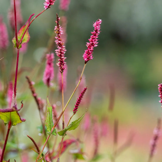 Bistorta amplexicaulis 'Elworthy Candy' - Hardy's Cottage Garden Plants