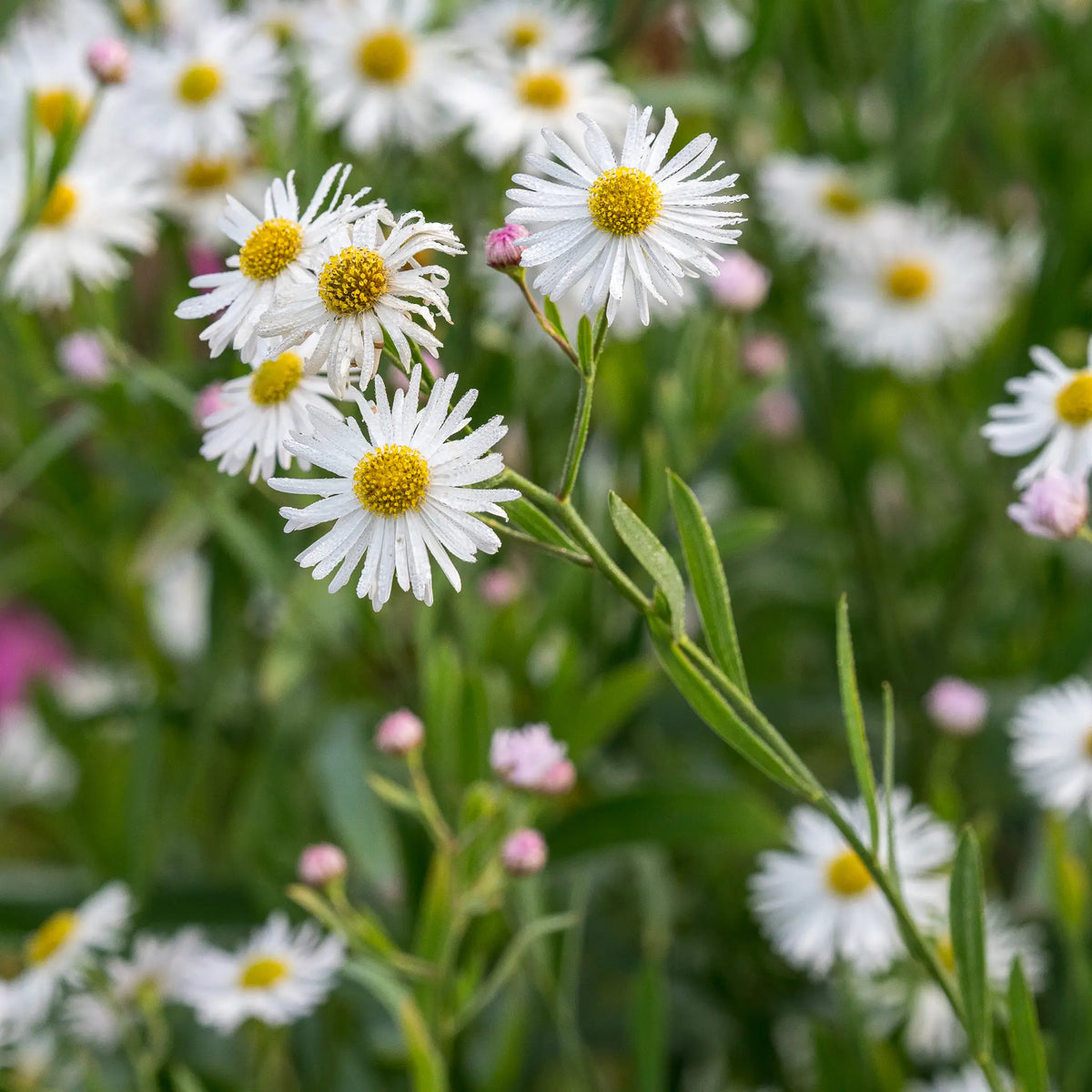 Boltonia asteroides var. latisquama - Hardy's Cottage Garden Plants