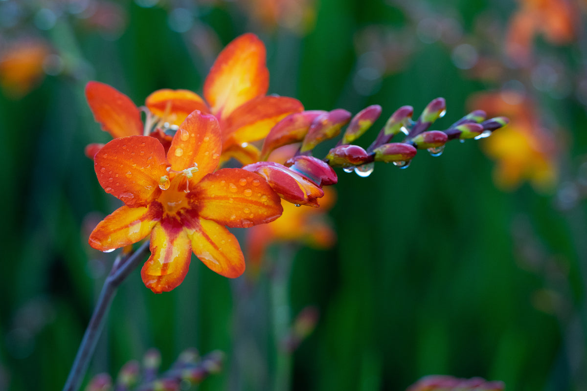 Crocosmia 'Firestars Scorchio' (Firestars Series) - Hardy's Cottage Garden Plants