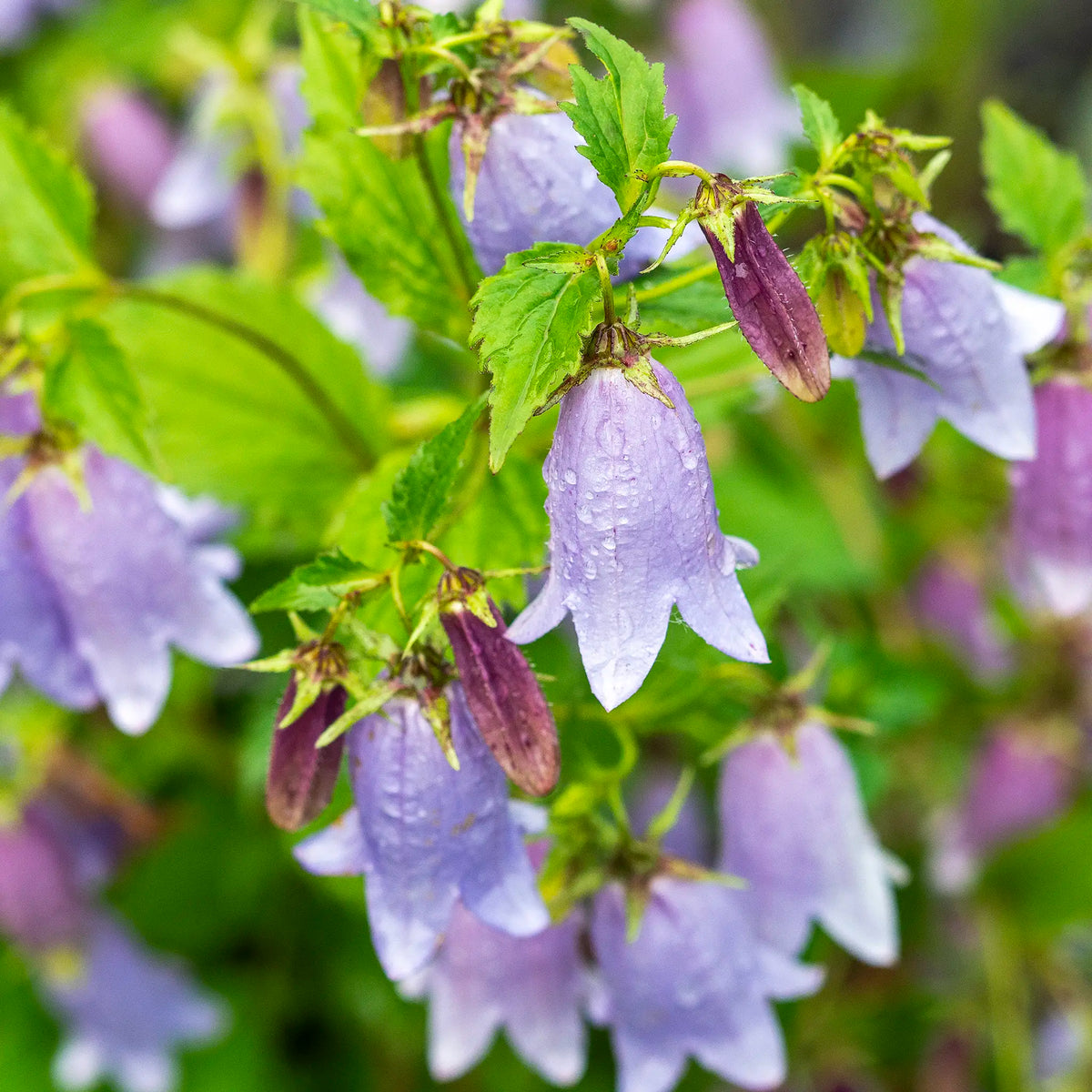 Campanula 'Paul Furse' - Hardy's Cottage Garden Plants