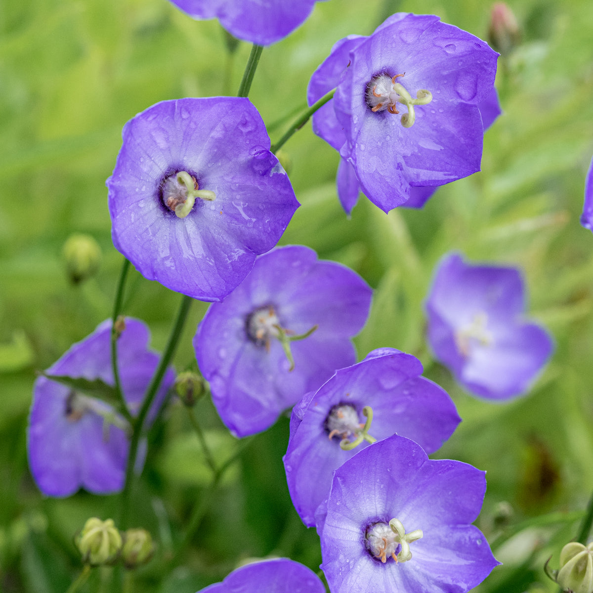 Campanula 'Samantha' - Hardy's Cottage Garden Plants