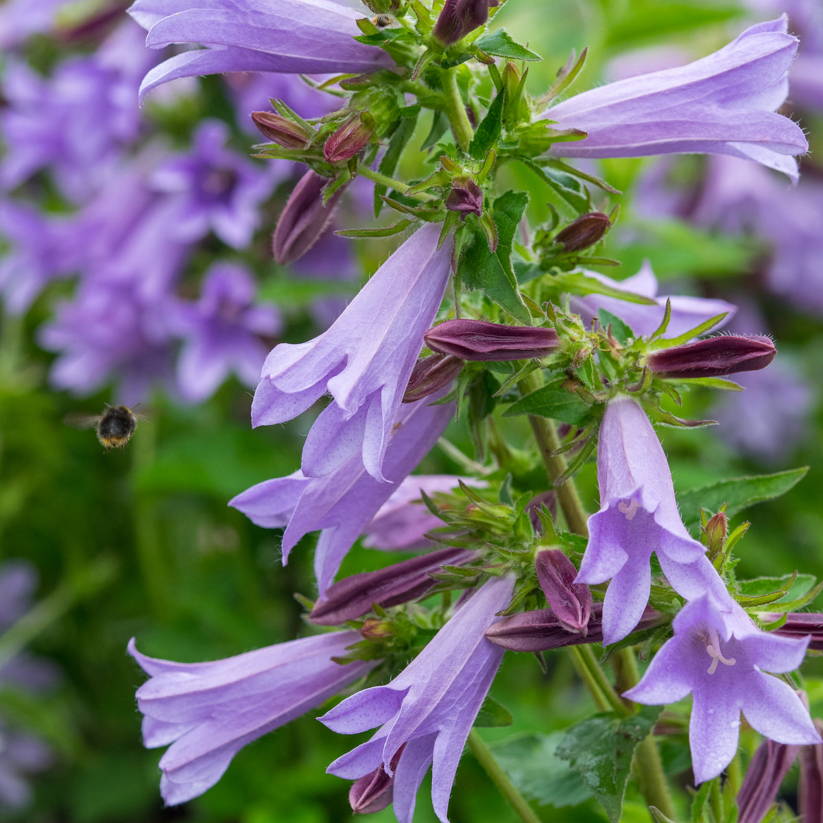 Campanula 'Viking'PBR - Hardy's Cottage Garden Plants