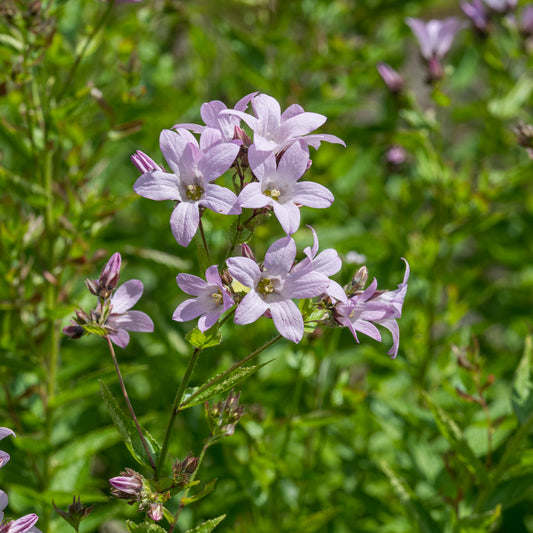 Campanula lactiflora 'Loddon Anna' - Hardy's Cottage Garden Plants