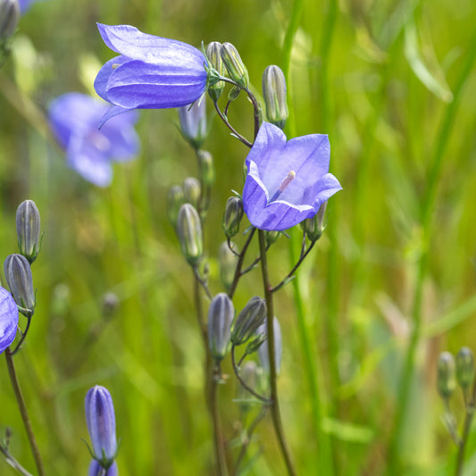 Campanula rotundifolia - Hardy's Cottage Garden Plants