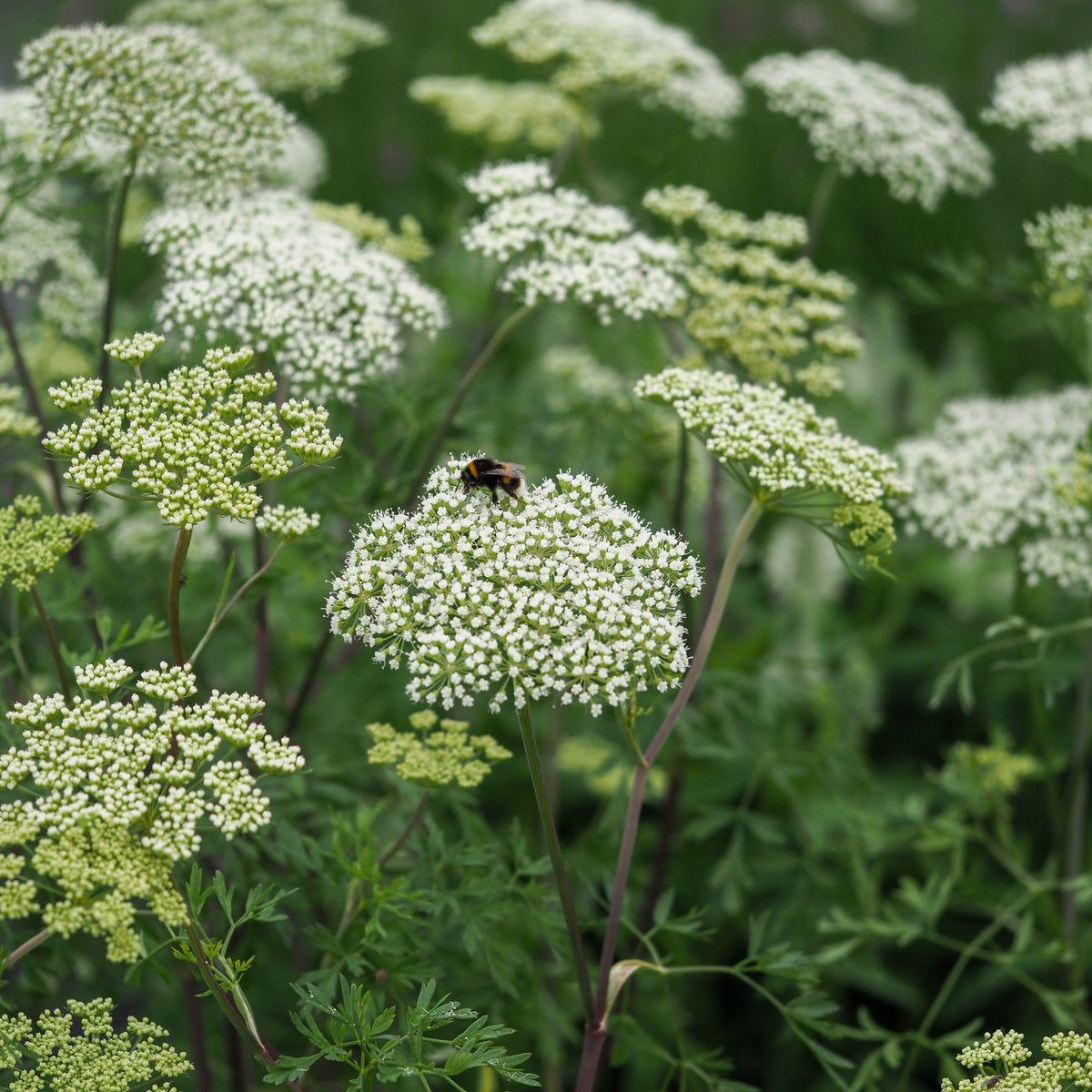 Cenolophium denudatum - Hardy's Cottage Garden Plants