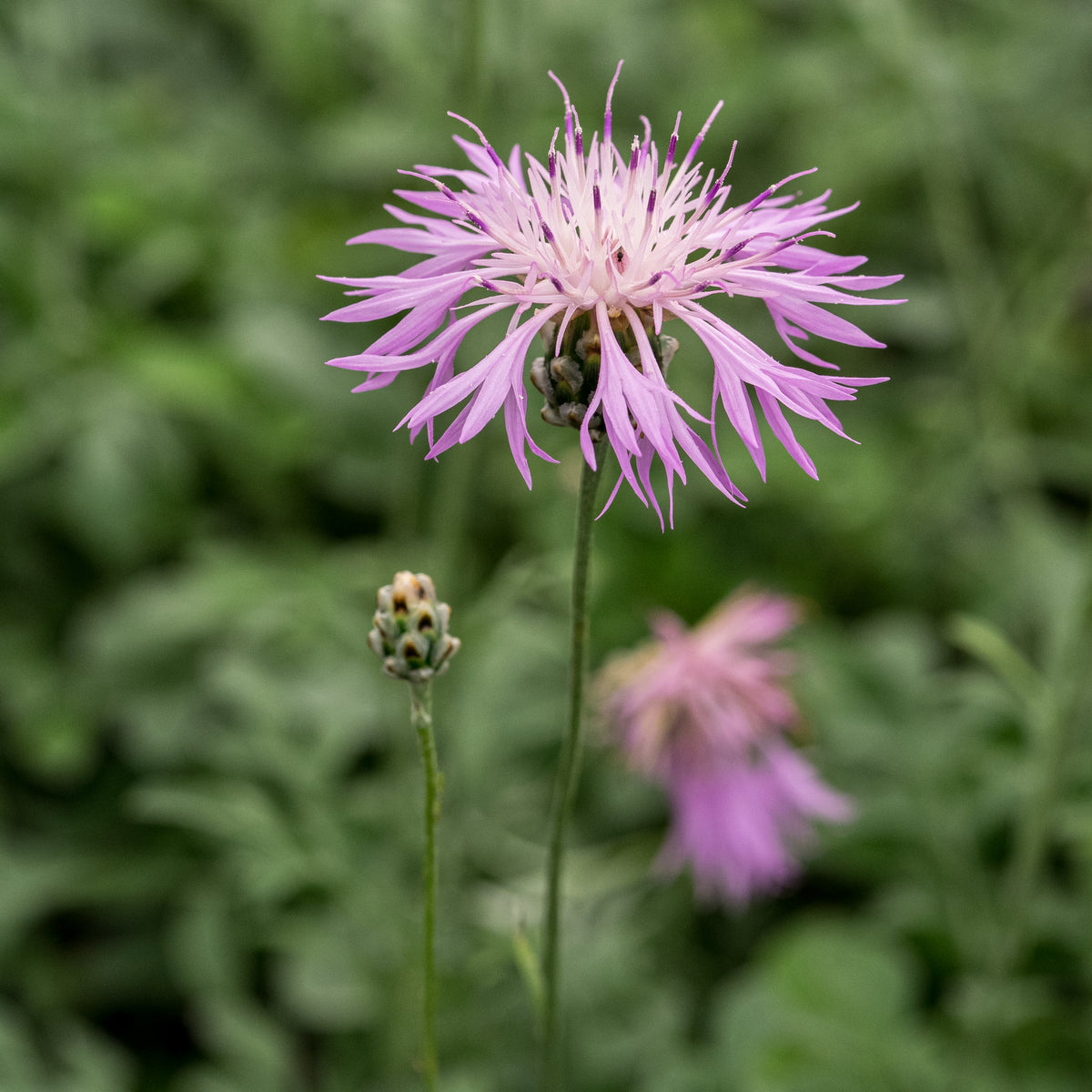 Centaurea bella - Hardy's Cottage Garden Plants