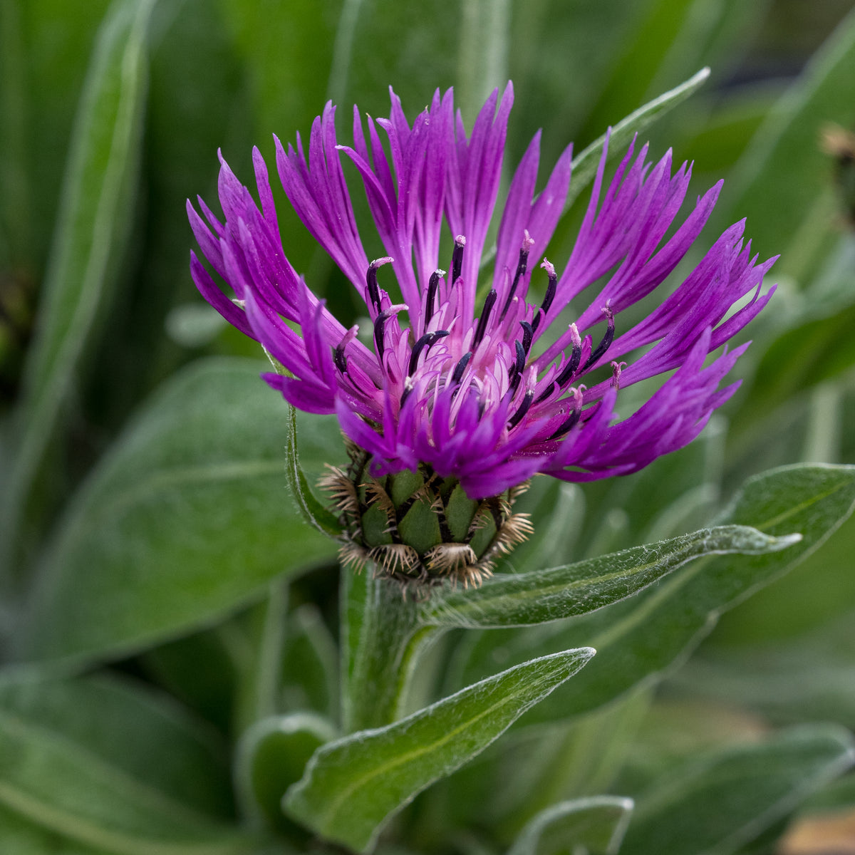 Centaurea montana Purple - Hardy's Cottage Garden Plants