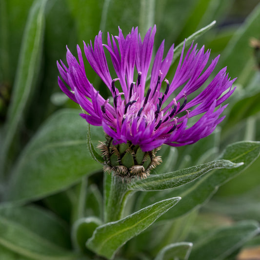 Centaurea montana Purple - Hardy's Cottage Garden Plants