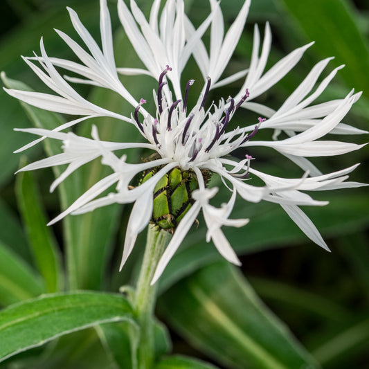 Centaurea montana 'Alba' - Hardy's Cottage Garden Plants