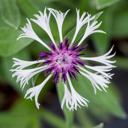 Centaurea montana 'Purple Heart' - Hardy's Cottage Garden Plants