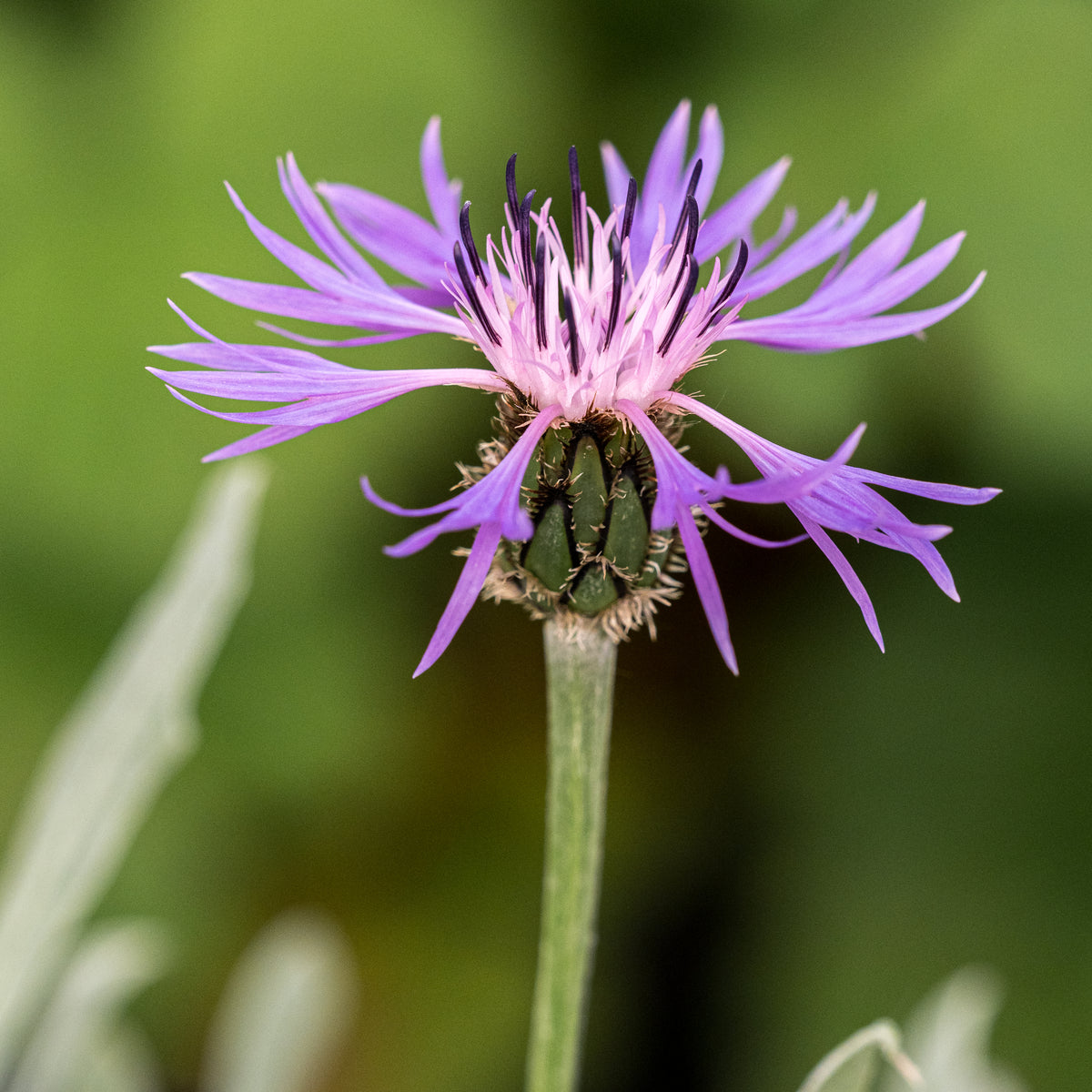 Centaurea triumfettii subsp. stricta - Hardy's Cottage Garden Plants