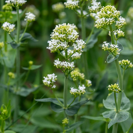 Centranthus ruber 'Albus' - Hardy's Cottage Garden Plants