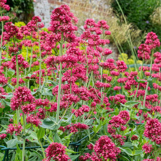 Centranthus ruber var. coccineus - Hardy's Cottage Garden Plants