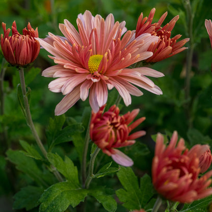 Chrysanthemum 'Beechcroft' - Hardy's Cottage Garden Plants