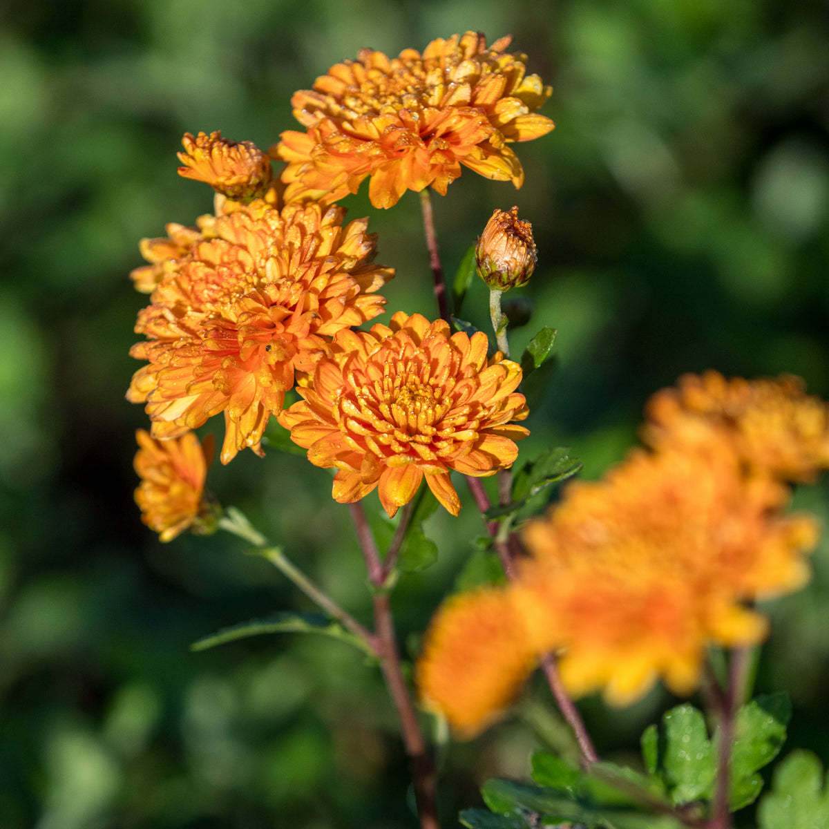 Chrysanthemum 'Dixter Orange' - Hardy's Cottage Garden Plants