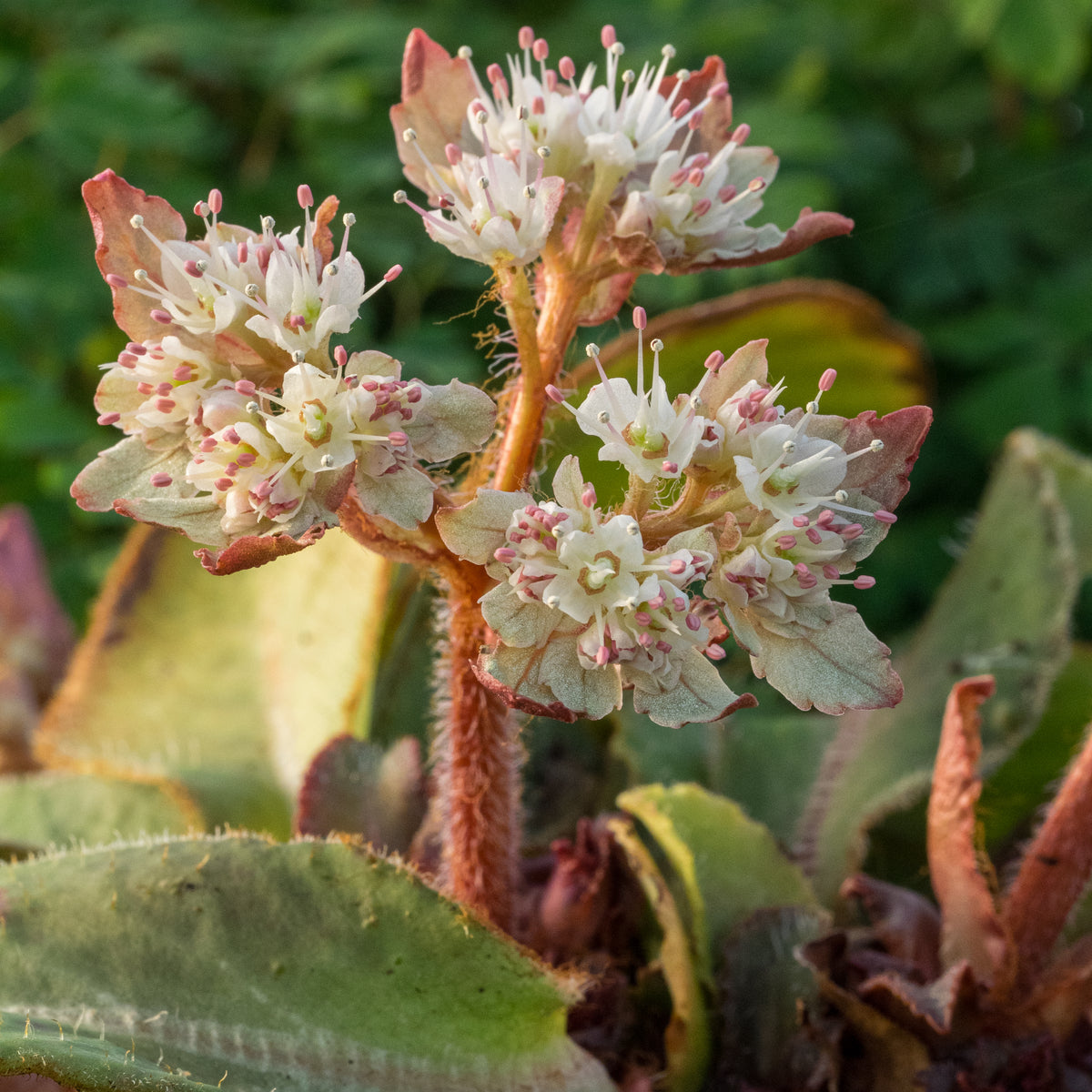 Chrysosplenium macrophyllum - Hardy's Cottage Garden Plants