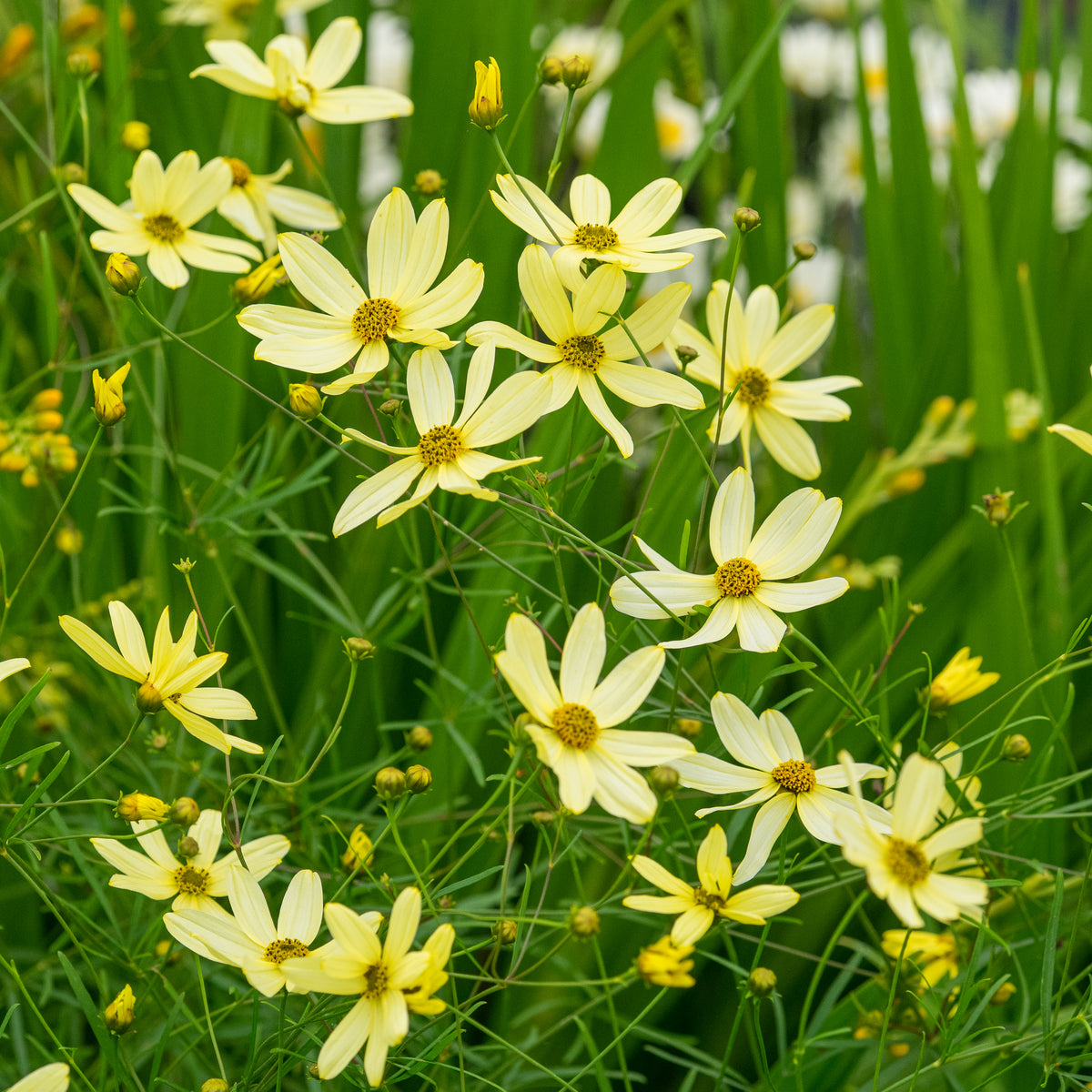 Coreopsis verticillata 'Moonbeam' - Hardy's Cottage Garden Plants