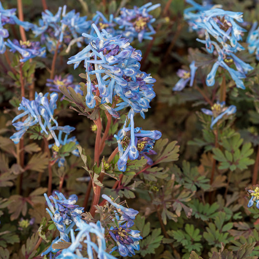 Corydalis Purple Form - Hardy's Cottage Garden Plants