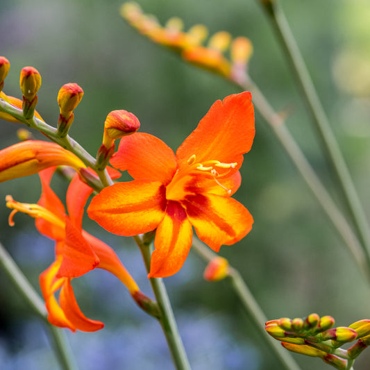 Crocosmia 'Firestars Scorchio' (Firestars Series) - Hardy's Cottage Garden Plants