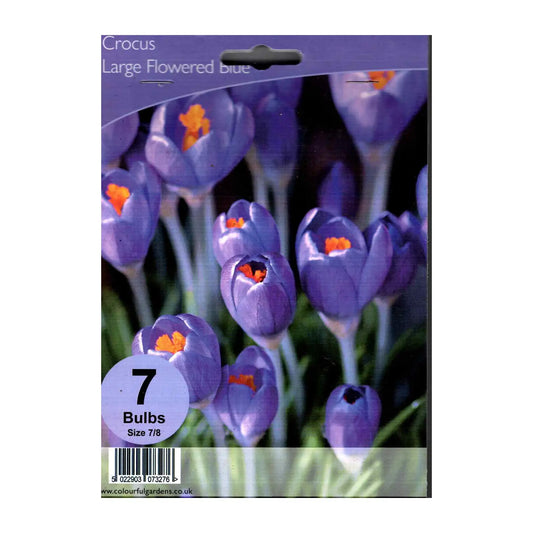 Crocus Large Flowered Blue - Hardy's Cottage Garden Plants