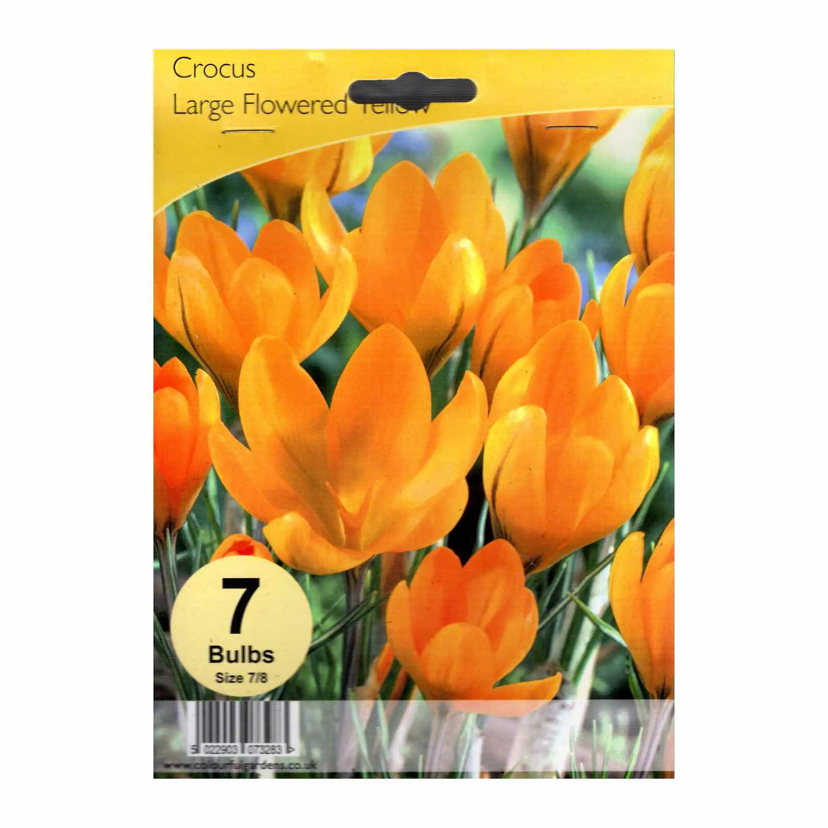 Crocus Large Flowered Yellow - Hardy's Cottage Garden Plants