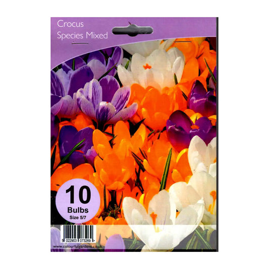 Crocus species Mixed - Hardy's Cottage Garden Plants