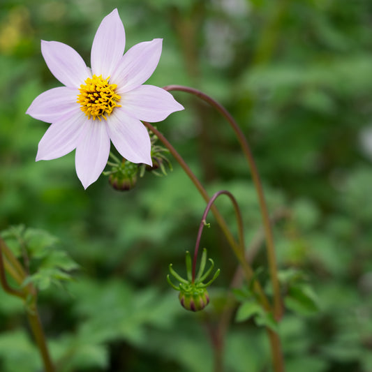Dahlia merckii - Hardy's Cottage Garden Plants