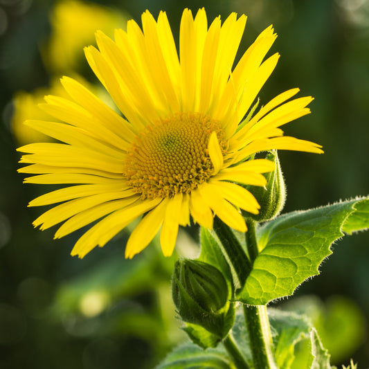 Doronicum x excelsum 'Harpur Crewe' - Hardy's Cottage Garden Plants