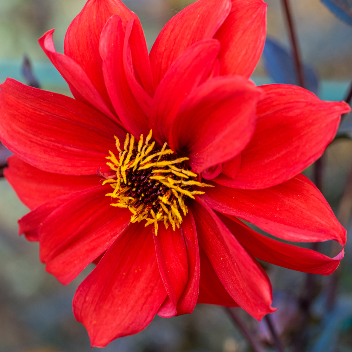 Dahlia 'Bishop of Llandaff' - Hardy's Cottage Garden Plants