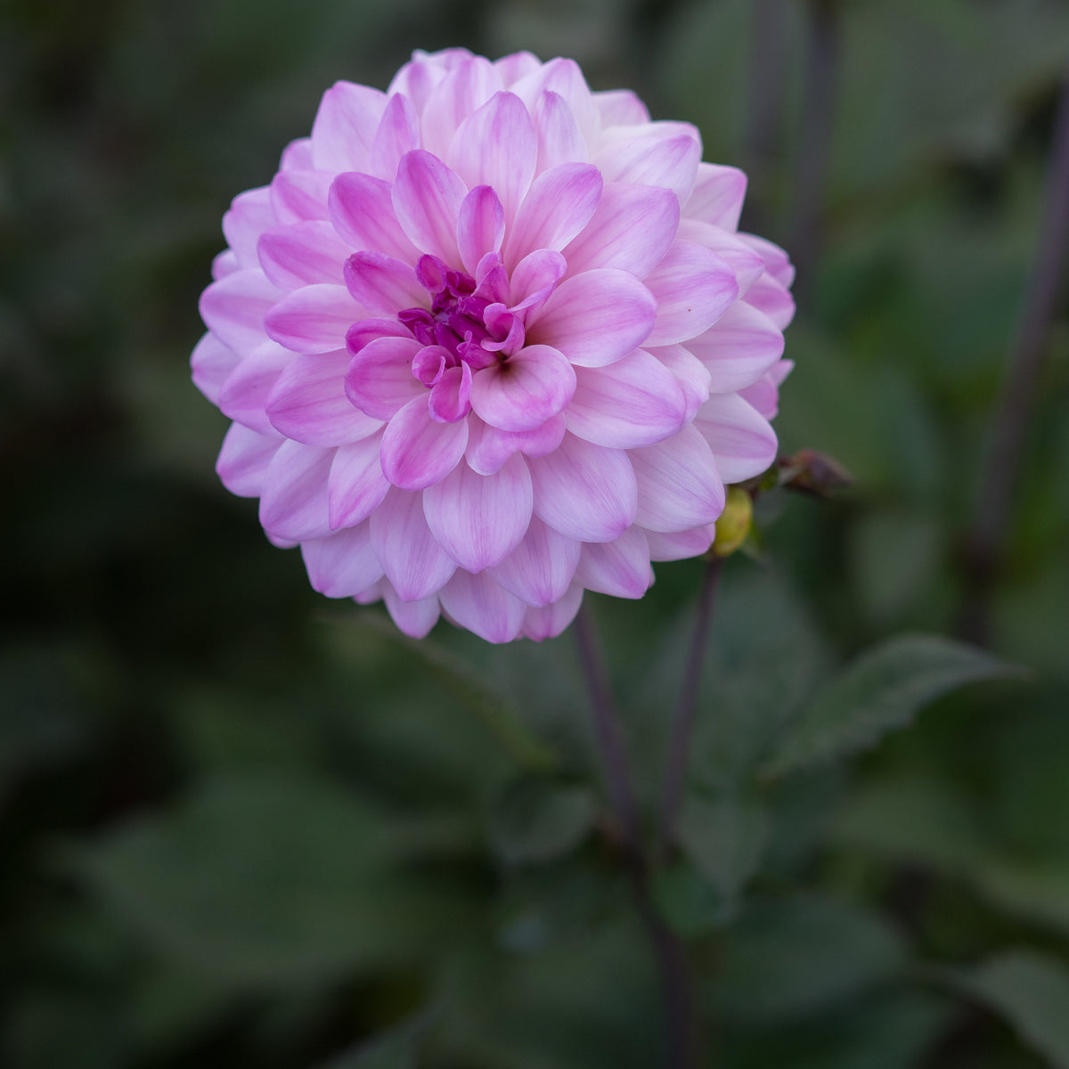 Dahlia 'Confusion' - Hardy's Cottage Garden Plants