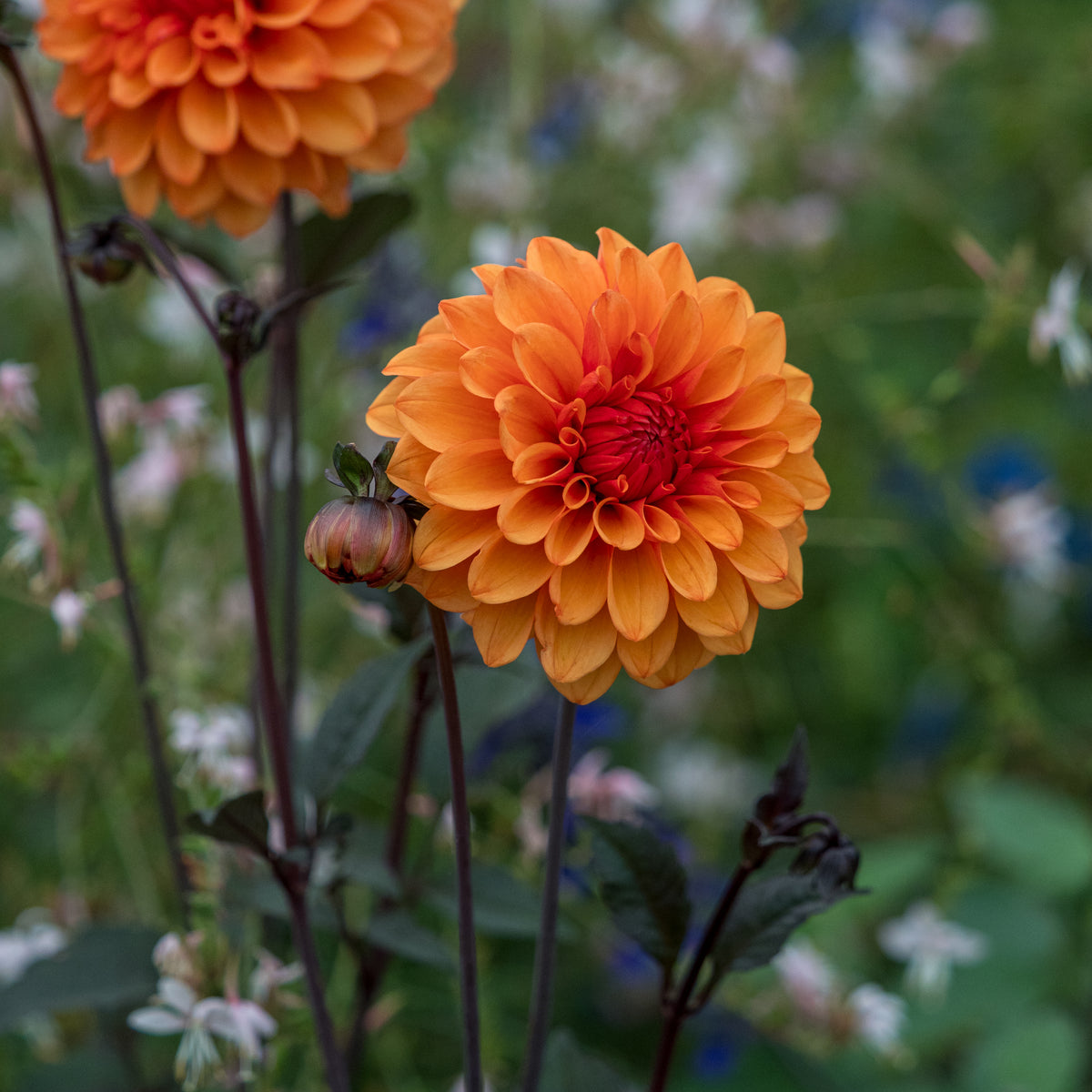 Dahlia 'David Howard' - Hardy's Cottage Garden Plants