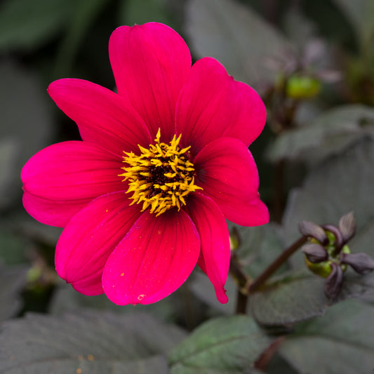 Dahlia 'Haresbrook' - Hardy's Cottage Garden Plants