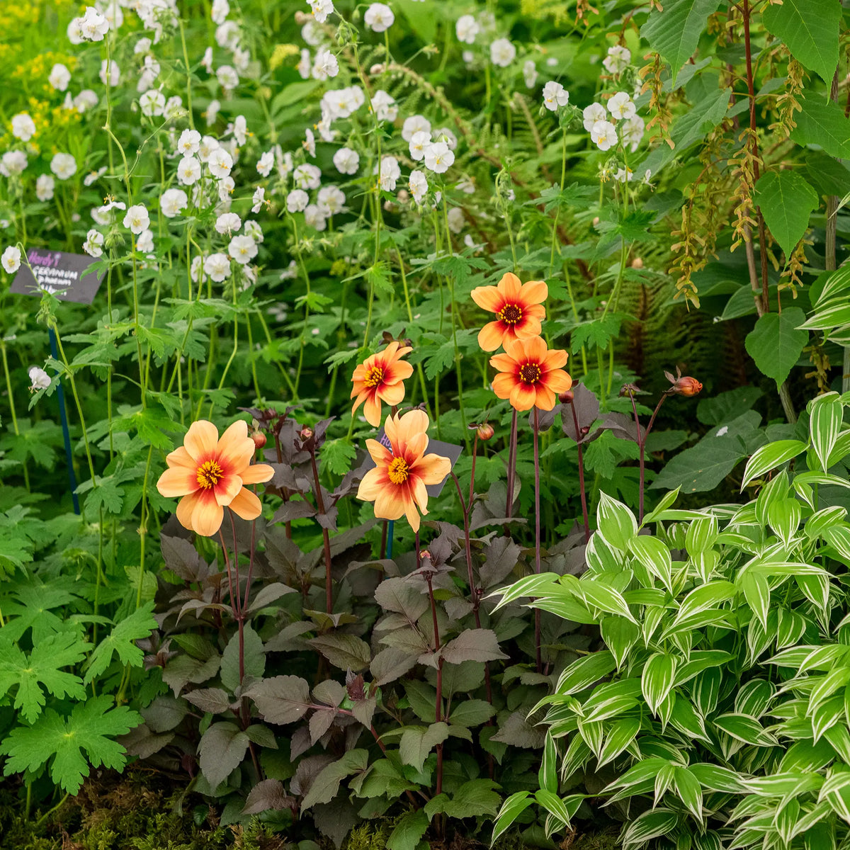 Dahlia 'Moonfire' in a Hardy's Chelsea Flower Show exhibit, showing dark bronze foliage and orange-red flowers combined with Geranium and variegated foliage.