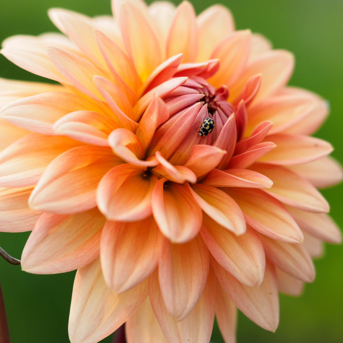 Dahlia 'Shandy' - Hardy's Cottage Garden Plants