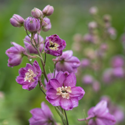 Delphinium Astolat Group - Hardy's Cottage Garden Plants