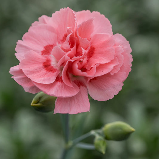 Dianthus Allwoodii Group Doris pale pink double flowers with red-tinted base above grey-green foliage