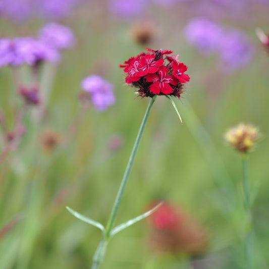 Dianthus cruentus - Hardy's Cottage Garden Plants