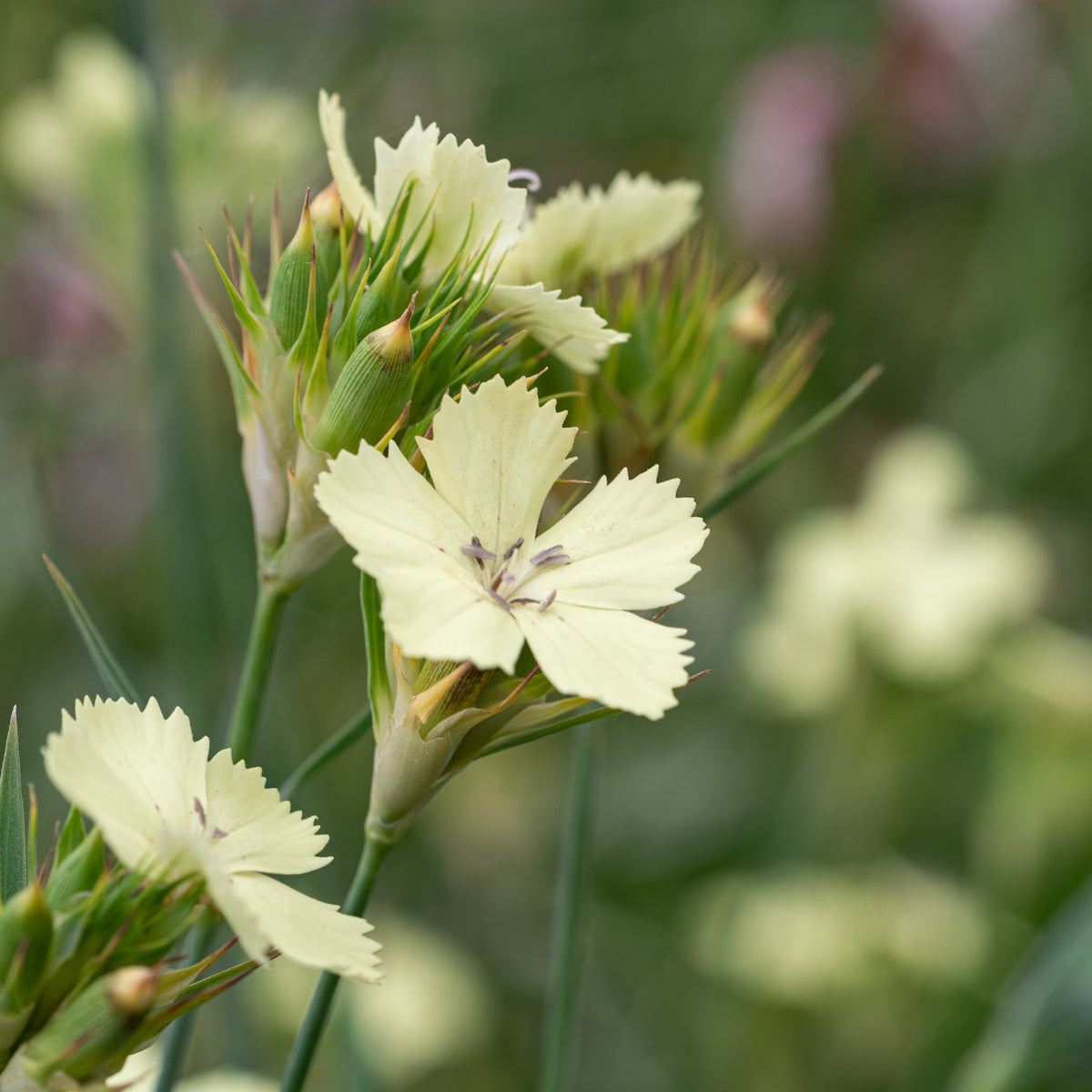 Dianthus knappii - Hardy's Cottage Garden Plants