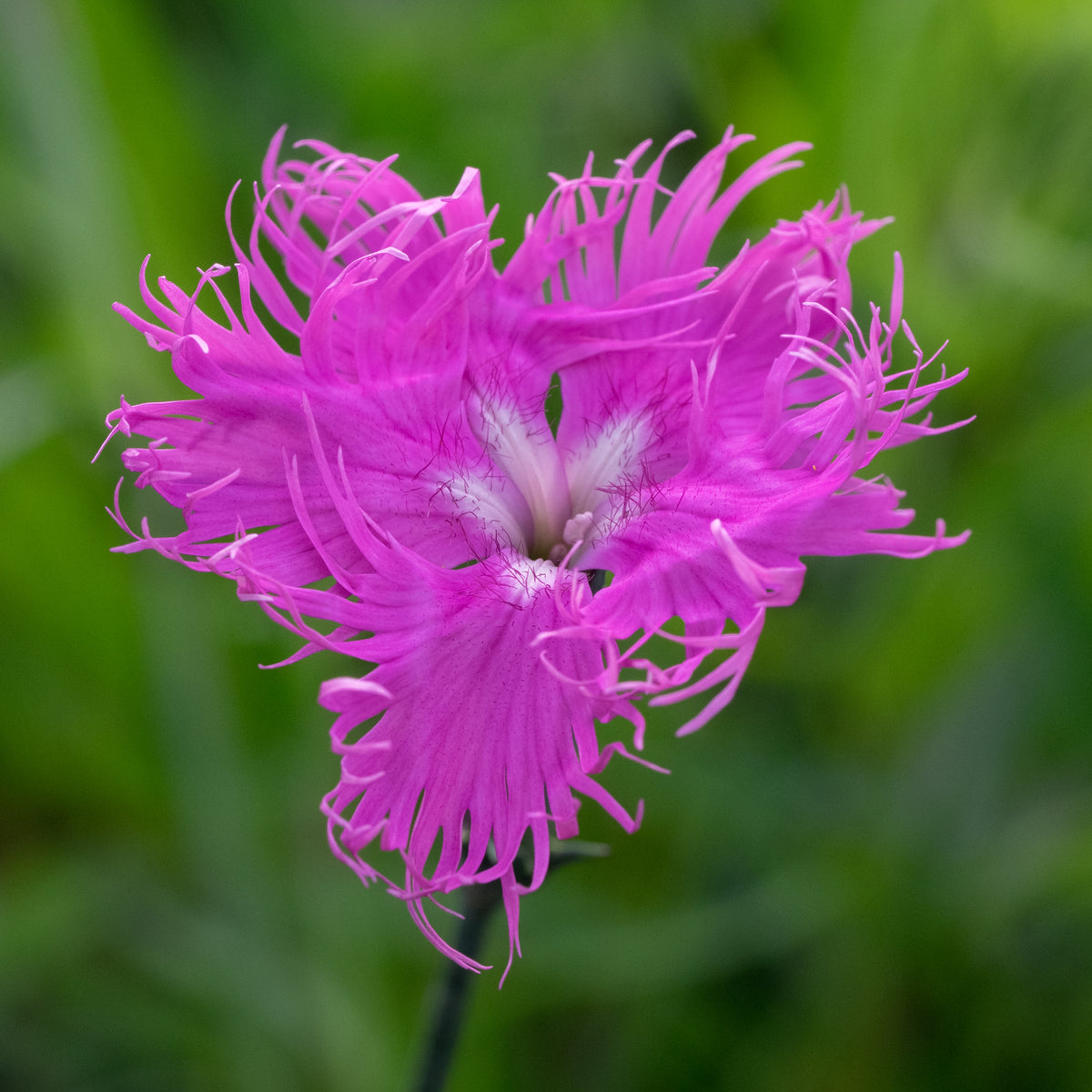 Dianthus superbus 'Primadonna' - Hardy's Cottage Garden Plants
