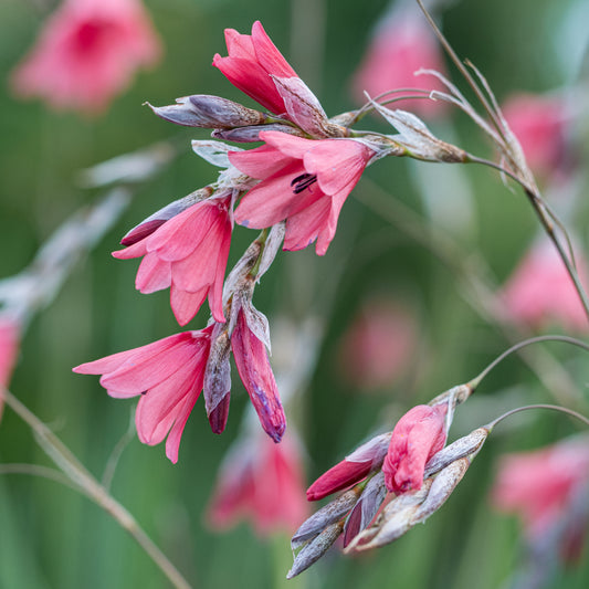 Dierama igneum - Hardy's Cottage Garden Plants